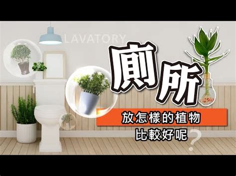 適合廁所的植物|廁所放什麼植物好？4種耐陰且好照顧的植物推薦 